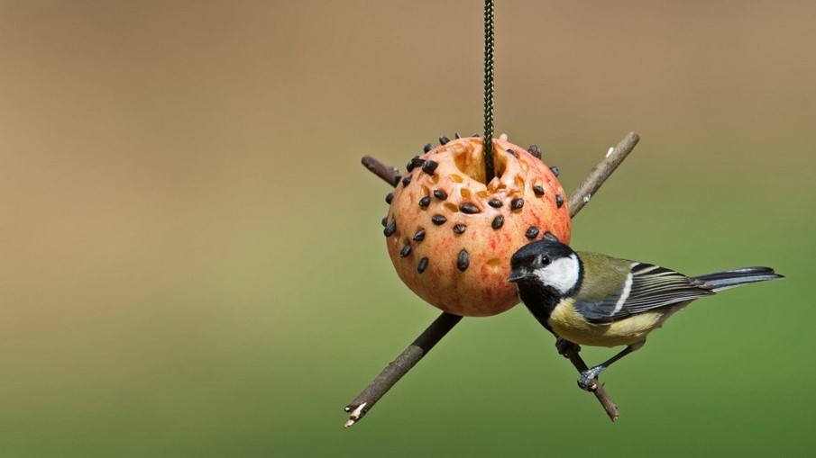 Apple Bird Feeder