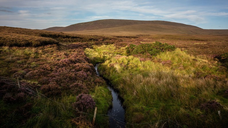 Marsden Peatland
