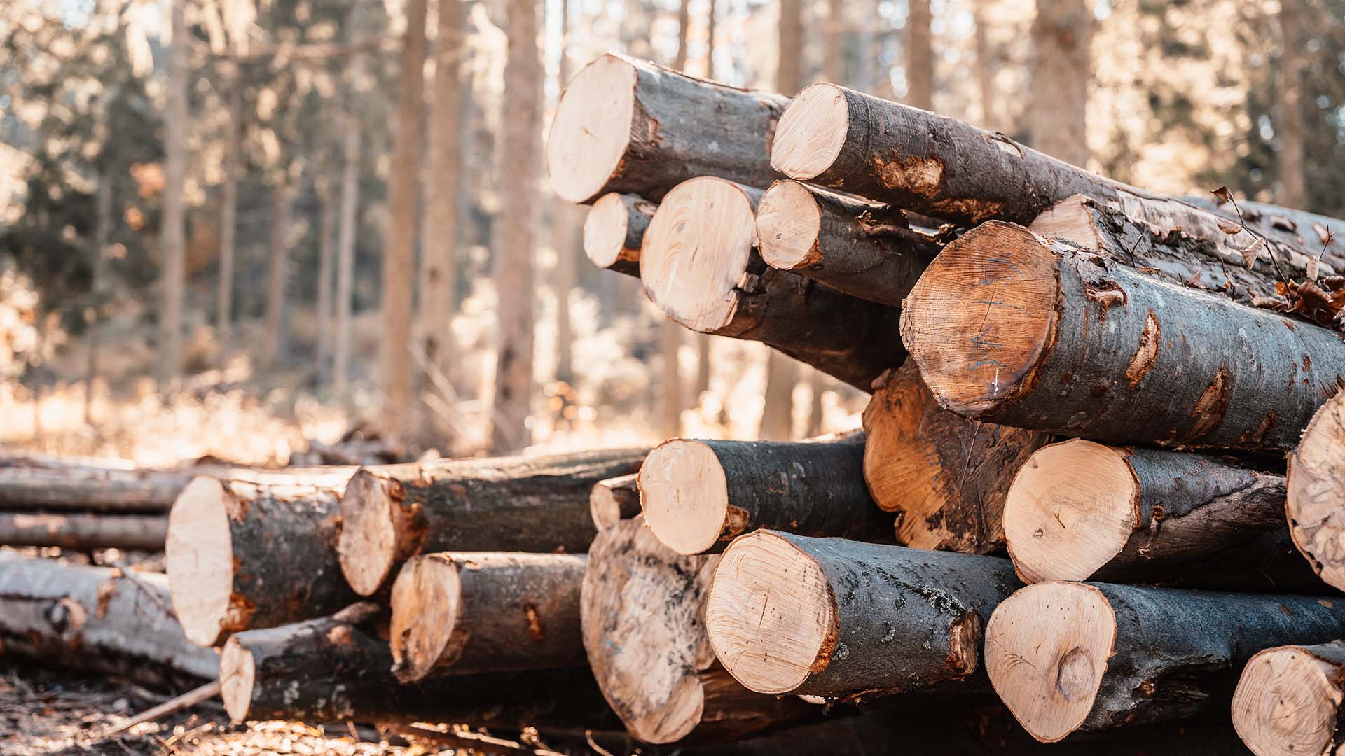 Pile of large tree logs after they have been cut