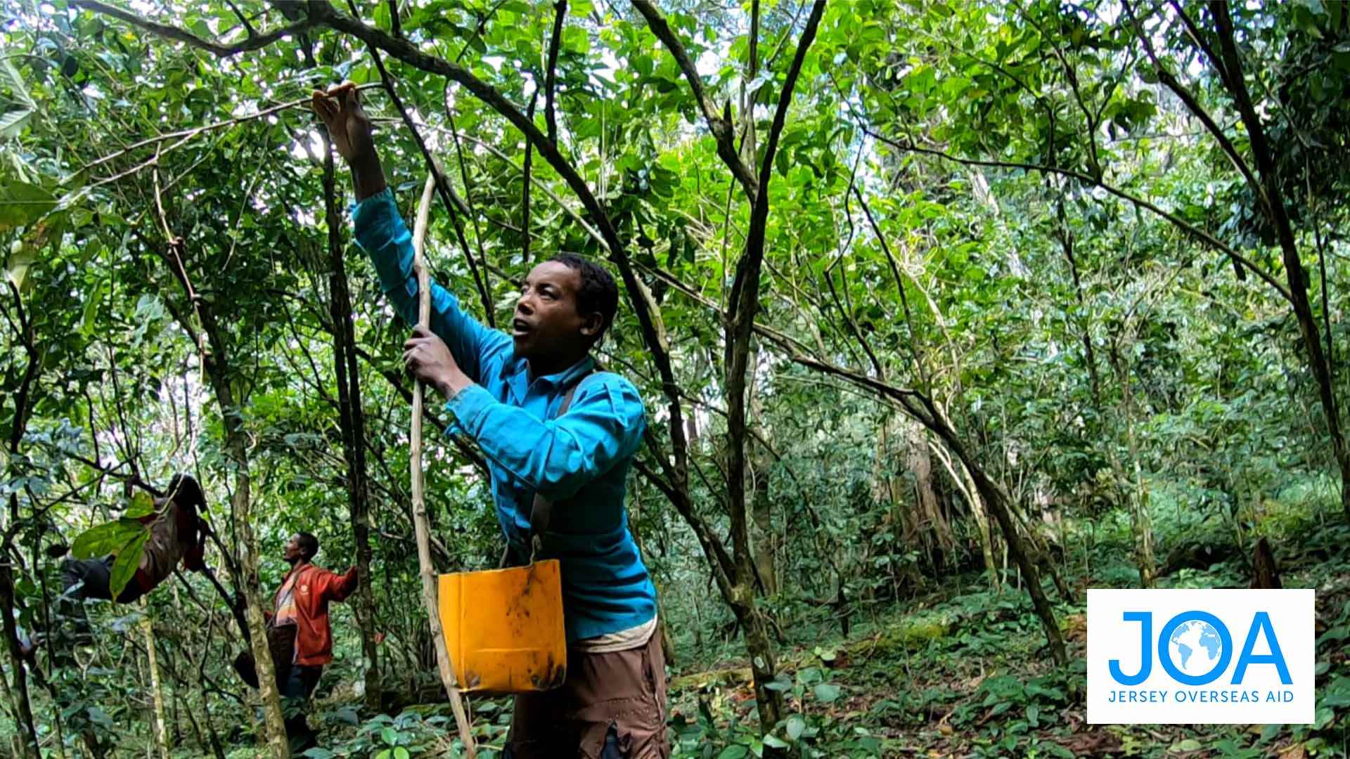 wild coffee pickers in a forest