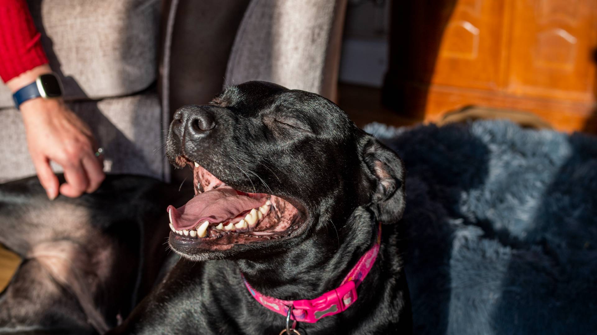 A happy black labrador