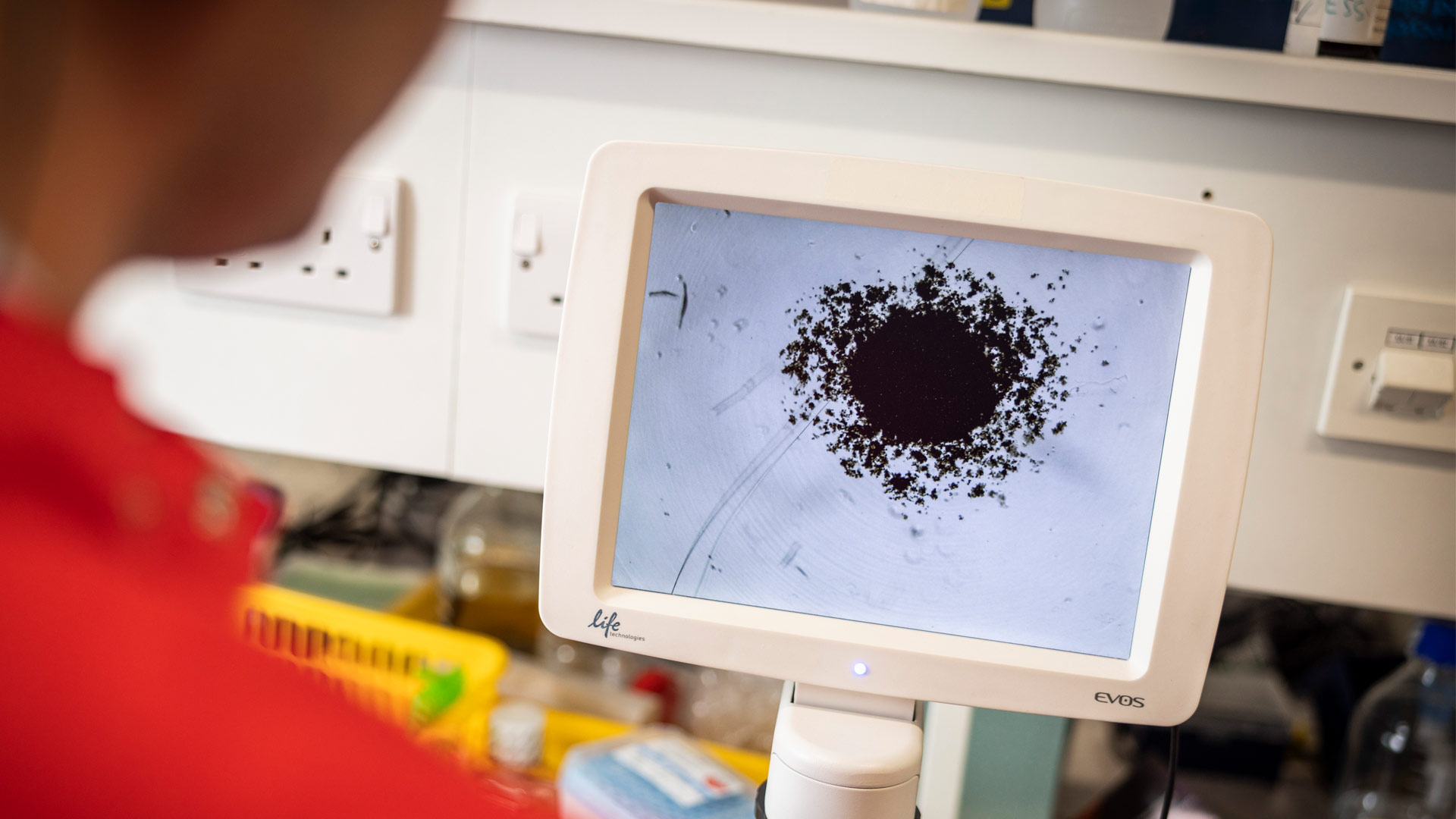 Student looking at biological model on tablet screen and analysing